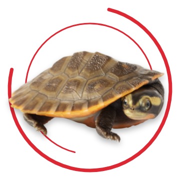 Turtle image